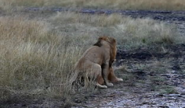 动物交配高清视频,高清视频揭示神秘交配瞬间